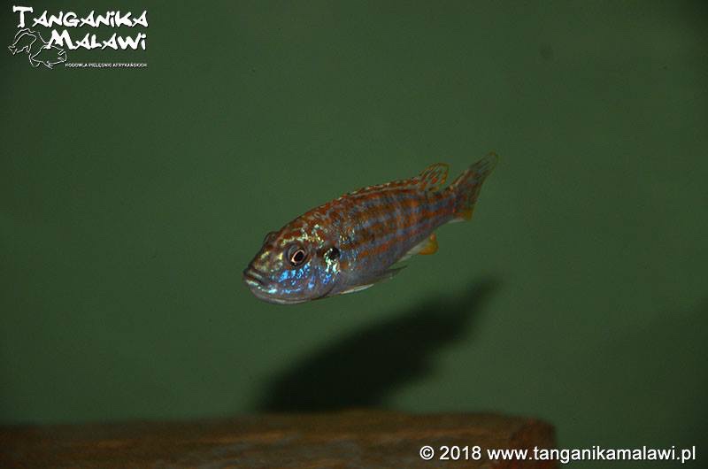 Labidochromis joanjohnsonae 'Likoma Island'
